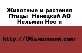 Животные и растения Птицы. Ненецкий АО,Нельмин Нос п.